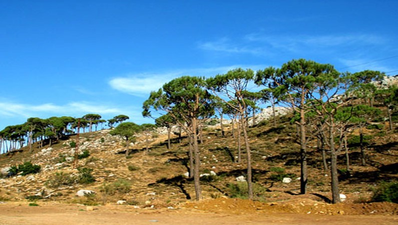 Кедровые леса по пути в северные территории Ливана.