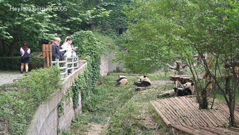 Чэнду, Китай. В Центре изучения и разведения гигантской панды.