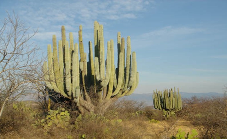 Кактусы штата Оахака.
