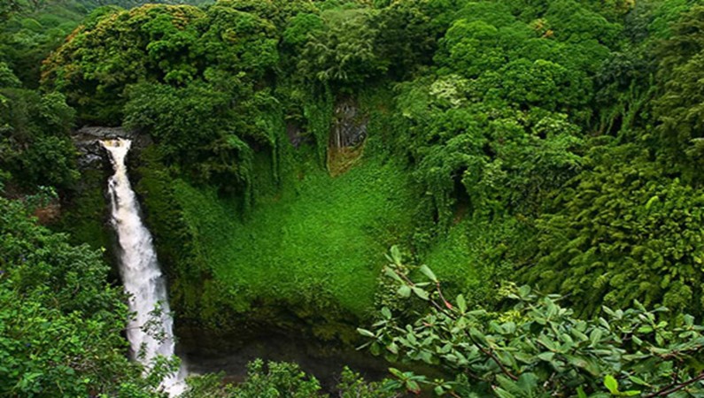 «Мощь джунглей».
Зачастую растительность в джунглях такая плотная, что не видно где обрывается плато. 
Помогает ориентироваться только шум водопадов.
Дорога на Хану. Остров Мауи, Гавайи.