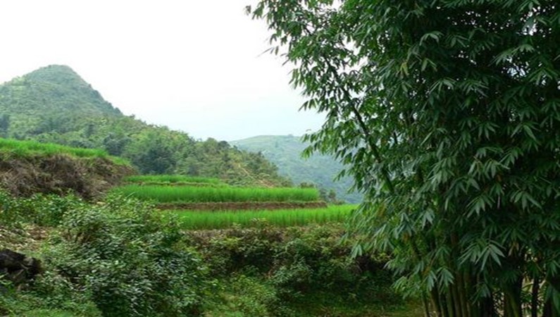 Рисовые террасы спускались ступенями в долину.