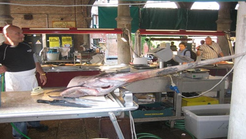 Венеция. Рыбный рынок. Рыба-меч.