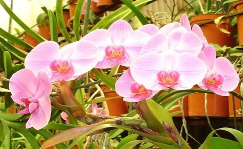 Мадейра. Орхидея 