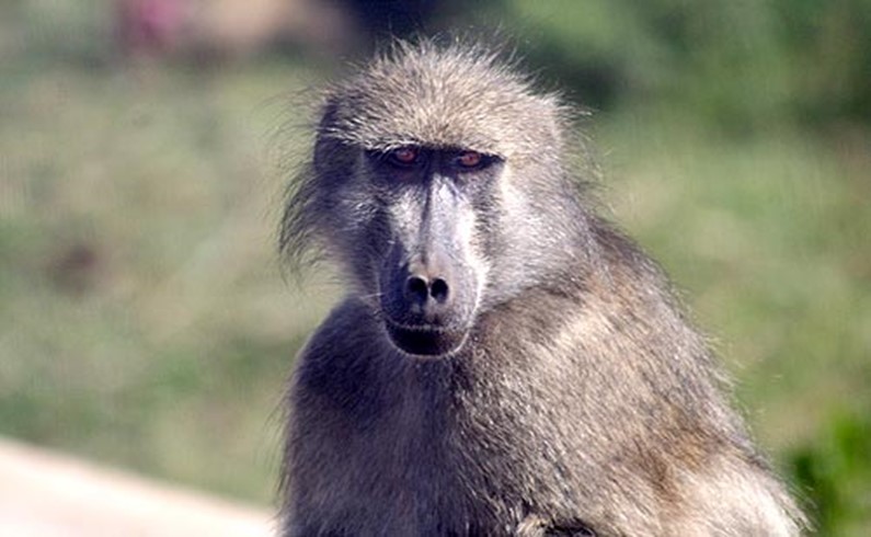 Бабуины - опасные и злобные животные, особенно когда голодны. 