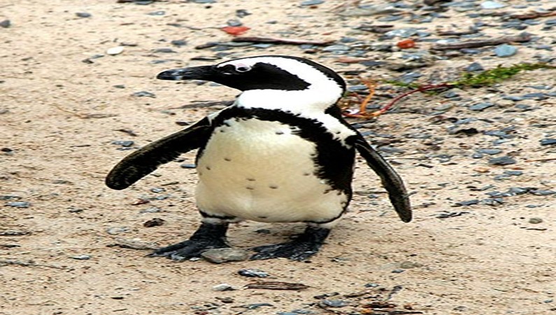 ПИнгвины крайнего юга. Говорят, однажды они высадились на пляже и со временем подвинули местных жителей. Местные жители не растерялись и стали брать деньги за поках пингвинов.