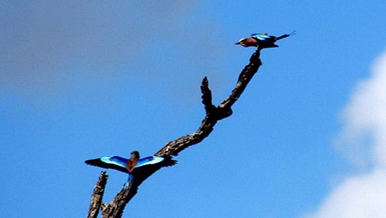 Настоящие синие птицы. Никакой химии и фотошопа, это у них такой натуральный цвет.