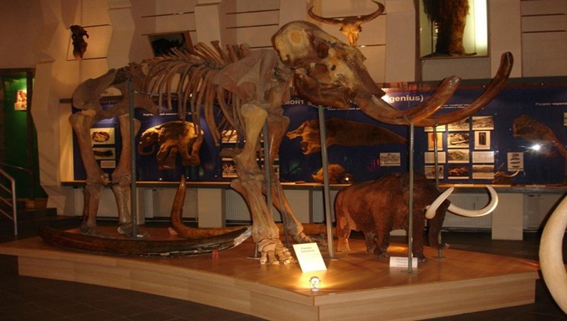 Якутск. Музей мамонта. Скелет мамонта