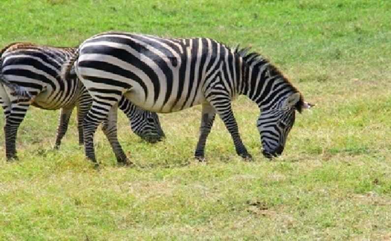 зебры пасутся