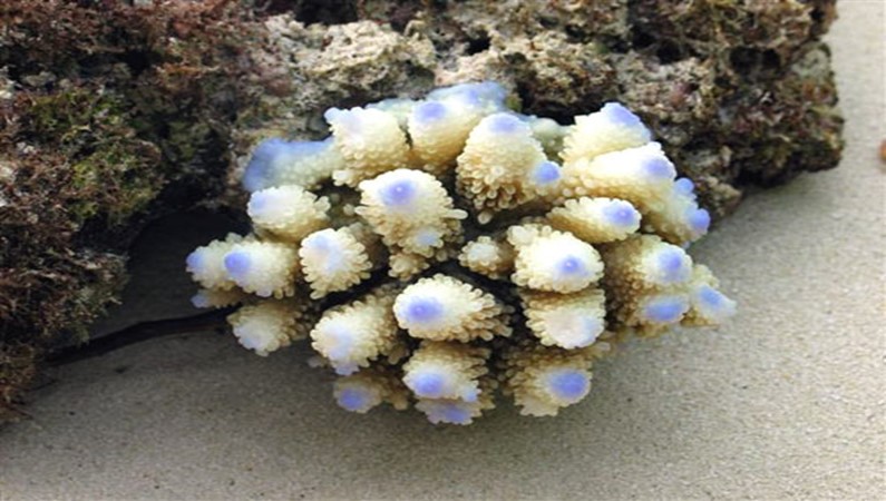 Цветы океана - кораллы
