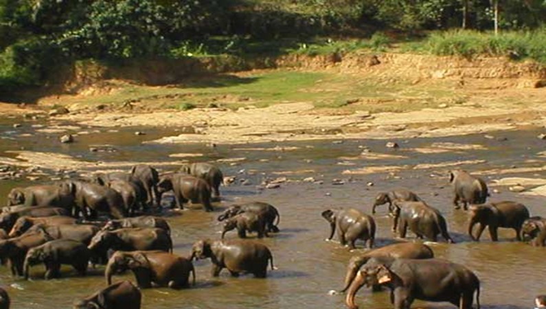 Цейлонские слоны