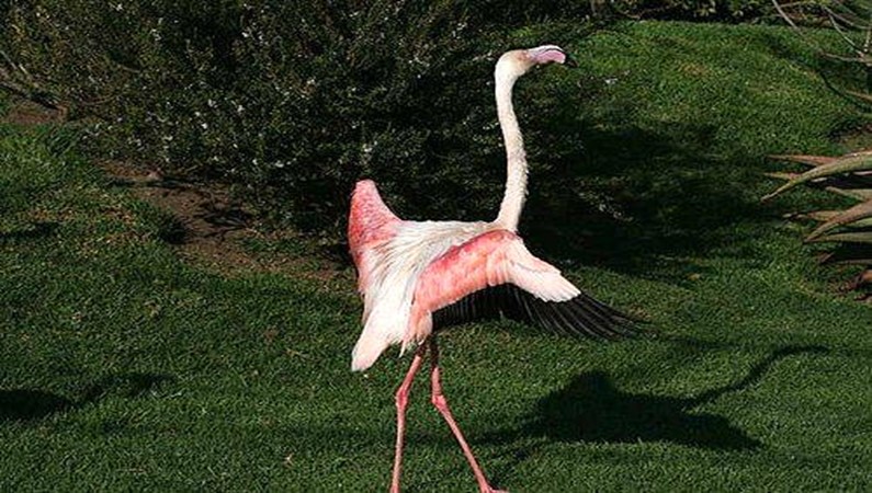 розовый фламинго танцует со своей тенью.