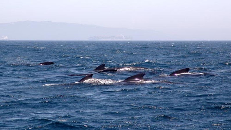 Дельфины в Гибралтаре. 