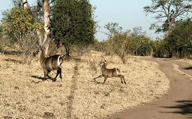 Поездка в Ботсвану или животный рай