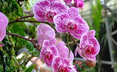 Парк Утопия  - многоцветие цветущих орхидей