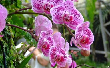 Фотоальбом - Парк Утопия  - многоцветие цветущих орхидей