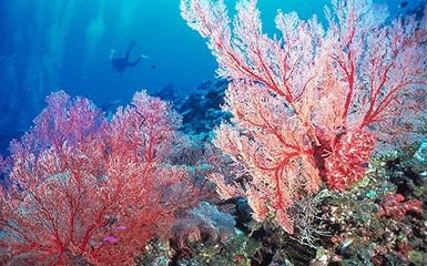 Подводный мир Окинавы