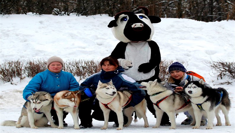 Собаки приняли участие в соревнованиях по скиджорингу, катали детей на санях и были готовы подружиться со всеми