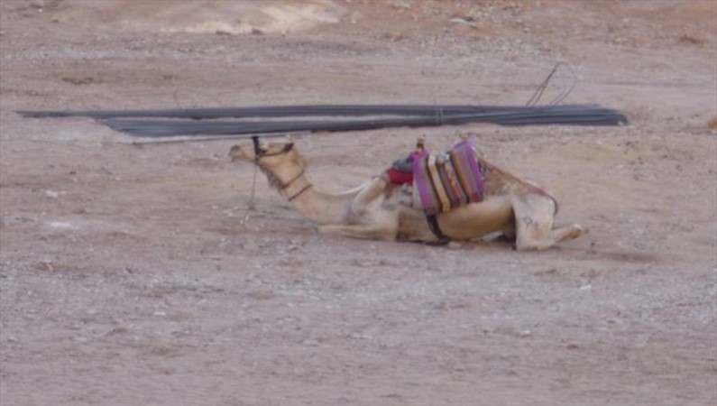 Верблюд всегда готов помочь любому человеку.