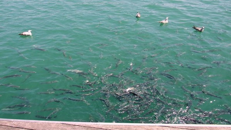 Вот такие «маленькие» рыбки водятся возле Рамблы де Мар