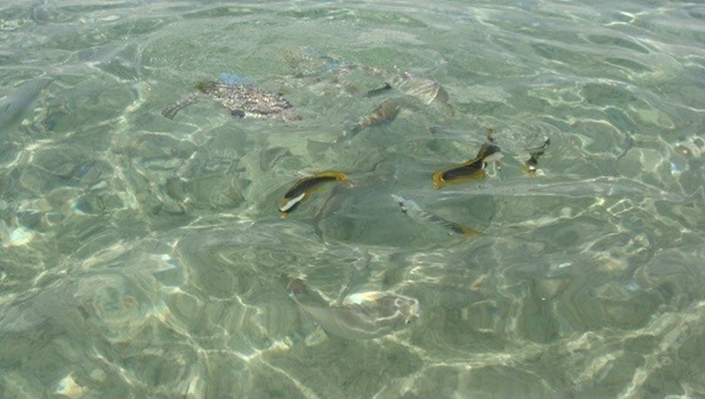 Египет. Рыбки