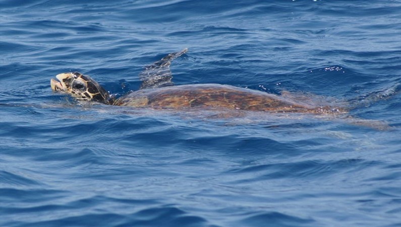 Зелёная морская черепаха