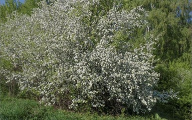 В КРАЮ ЦВЕТУЩИХ ДИКИХ ЯБЛОНЬ