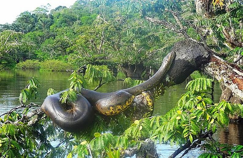 Бразилия. Тропические джунгли Амазонки