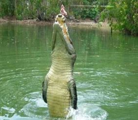 На Зеленом континенте хотят разрешить охоту на крокодилов
