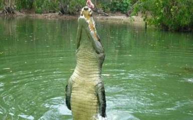 На Зеленом континенте хотят разрешить охоту на крокодилов