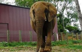 Слониха раздавила директора зоопарка в Новой Зеландии