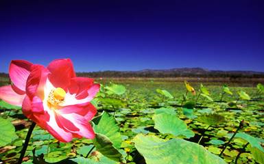 Флора озер и торфяников