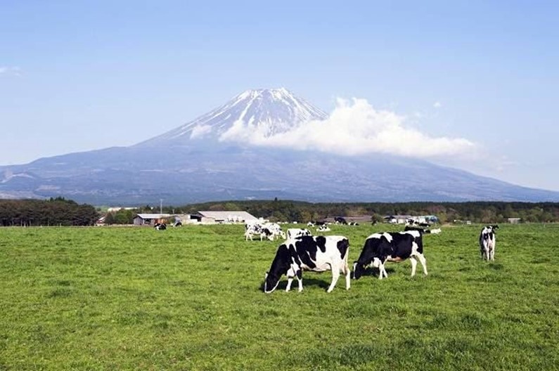 Гастрономический туризм в Японии - хозяйство Fuji Milk Land