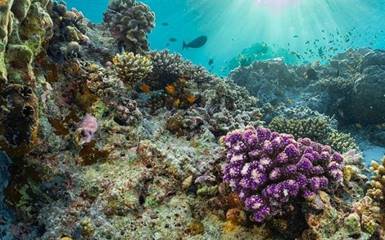 ТОП-7 Крупнейших коралловых рифов в мире