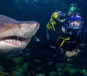 Пять лучших мест на земле, где можно поплавать с акулами