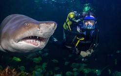 Пять лучших мест на земле, где можно поплавать с акулами