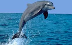 У берегов Занзибара туристов просят держаться от дельфинов подальше