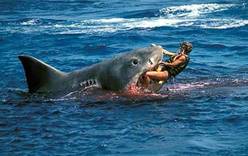 В ЮАР решили защитить туристов от акул