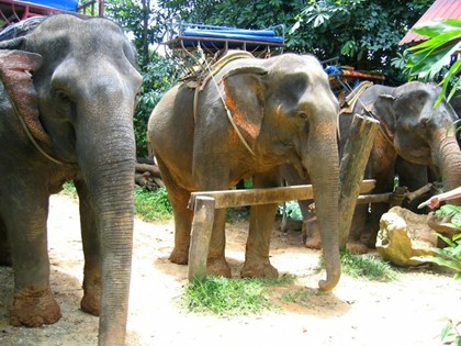 Дрессировщики слонов нападают на туристов в Таиланде