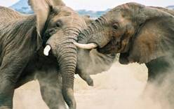 Дикие слоны убили двух человек в Непале