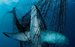Туристов от акул будут защищать сетями