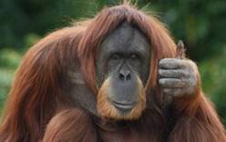 Орангутанги Суматры получат собственные острова