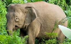 Карликовый слон затоптал туристку на Борнео