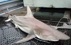 В Австралии обнаружены акулы-мутанты