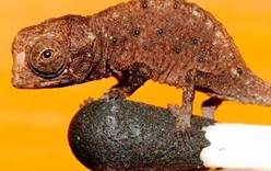 Самая маленькая ящерица найдена на Мадагаскаре