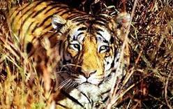 В Индии туристов не пустят к тиграм