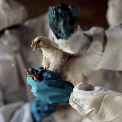 Вспышка птичьего гриппа обнаружена в Камбодже