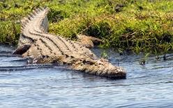 В Австралии крокодил убил туриста