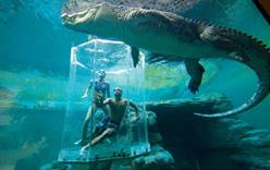 В Австралии туристов “скармливают” крокодилам
