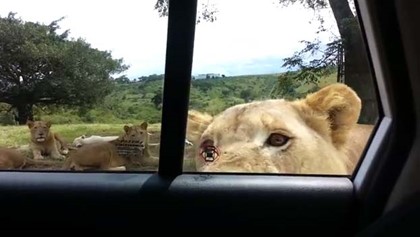 Лев вломился в машину к туристам