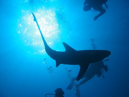 Власти Египта защитят туристов от акул